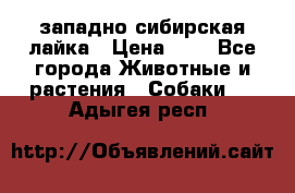 западно сибирская лайка › Цена ­ 0 - Все города Животные и растения » Собаки   . Адыгея респ.